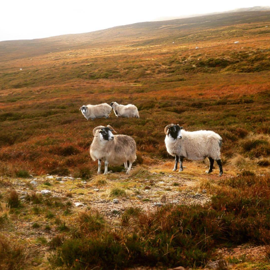 Self-Guided MTB Trails in the Cairngorms – 3-Night Adventure gallery 4