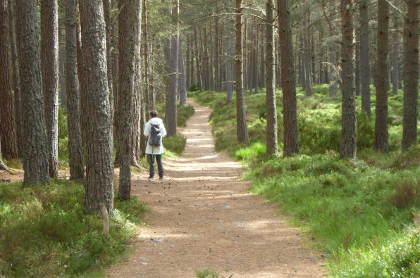 Scottish Glens, Forests and Lochs: 7-Night Walking Trip gallery 6