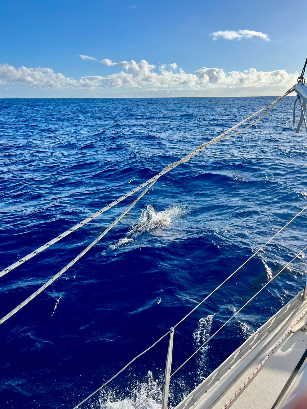 South Atlantic Sailing Expedition: Cape Town – St Helena gallery 10
