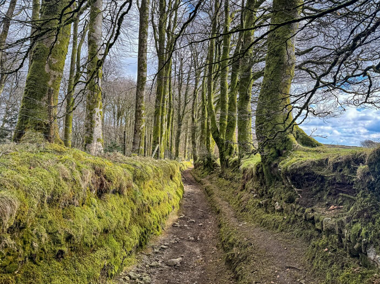 HALF DAY Guided Walking Tours on Dartmoor gallery 9