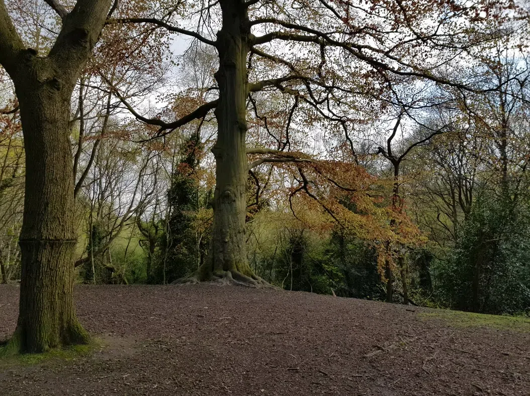 Navigation Course for Beginners in Hampstead Heath, photo 4