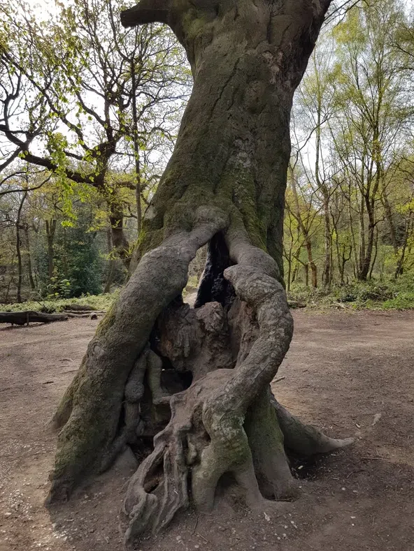 Navigation Course for Beginners in Hampstead Heath, photo 2