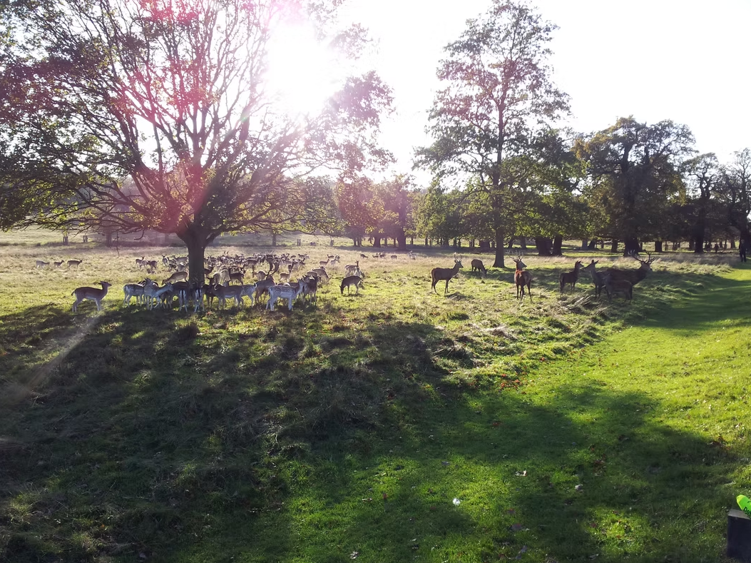 Navigation for Beginners in Richmond Park, photo 3