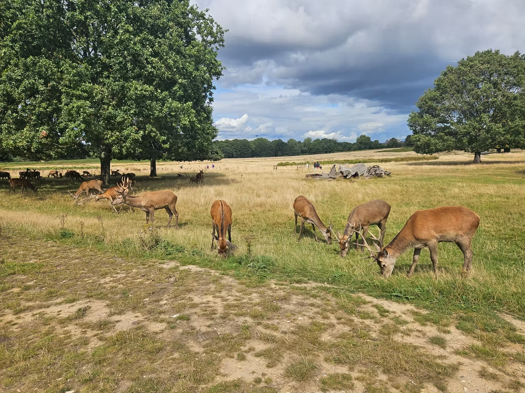 Navigation for Beginners in Richmond Park, photo 2