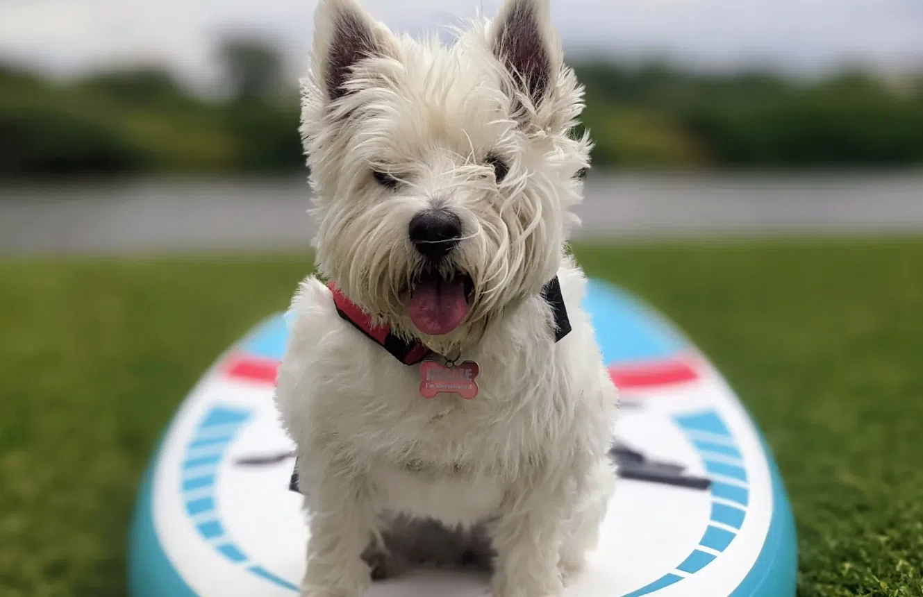 Learn to SUP n PUP Session in Worcestershire, photo 4