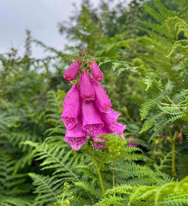 Overnight Expedition Support on Dartmoor and Beyond gallery 6