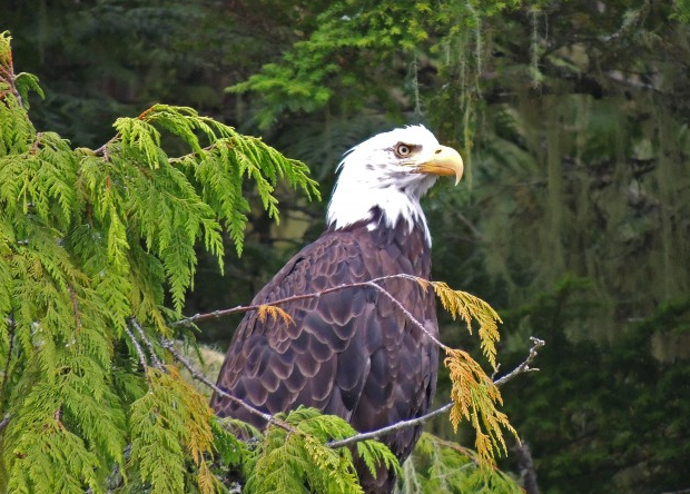 Vancouver Island and Broughton Archipelago Sea Kayak Expedition gallery 3