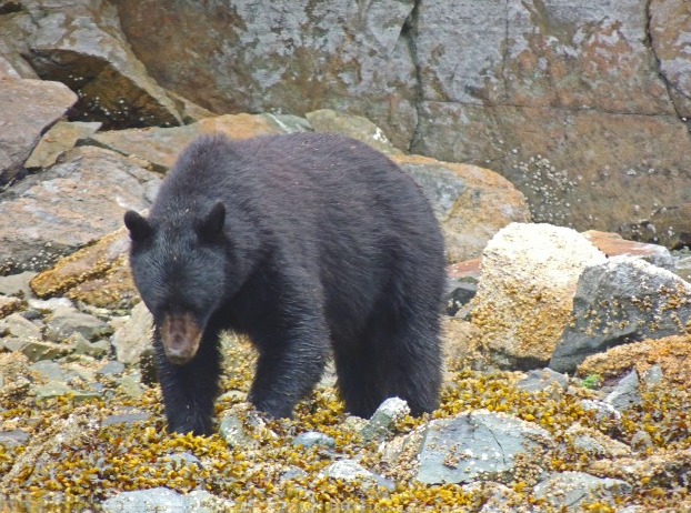 Vancouver Island and Broughton Archipelago Sea Kayak Expedition gallery 4