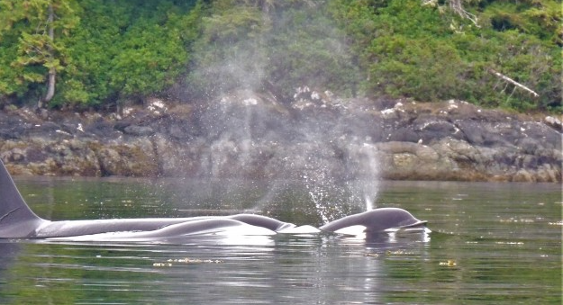 Vancouver Island and Broughton Archipelago Sea Kayak Expedition gallery 5