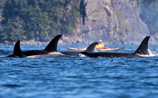 Vancouver Island and Broughton Archipelago Sea Kayak Expedition gallery 8