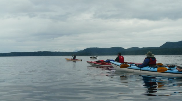 Vancouver Island and Broughton Archipelago Sea Kayak Expedition gallery 9