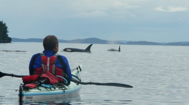 Vancouver Island and Broughton Archipelago Sea Kayak Expedition gallery 10