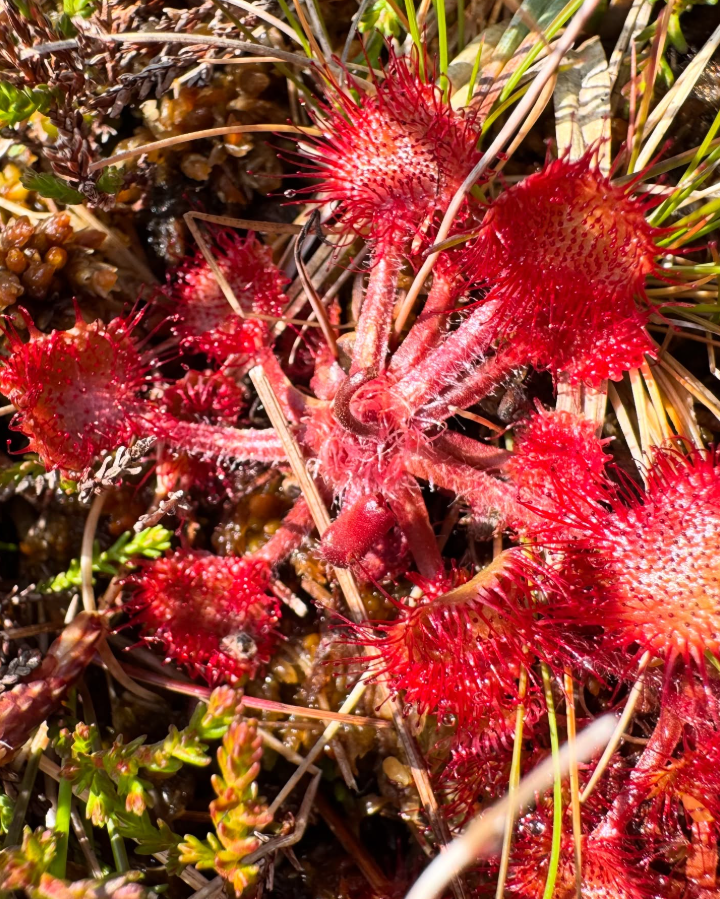 Private Guided Walks on the Isle of Mull gallery 3