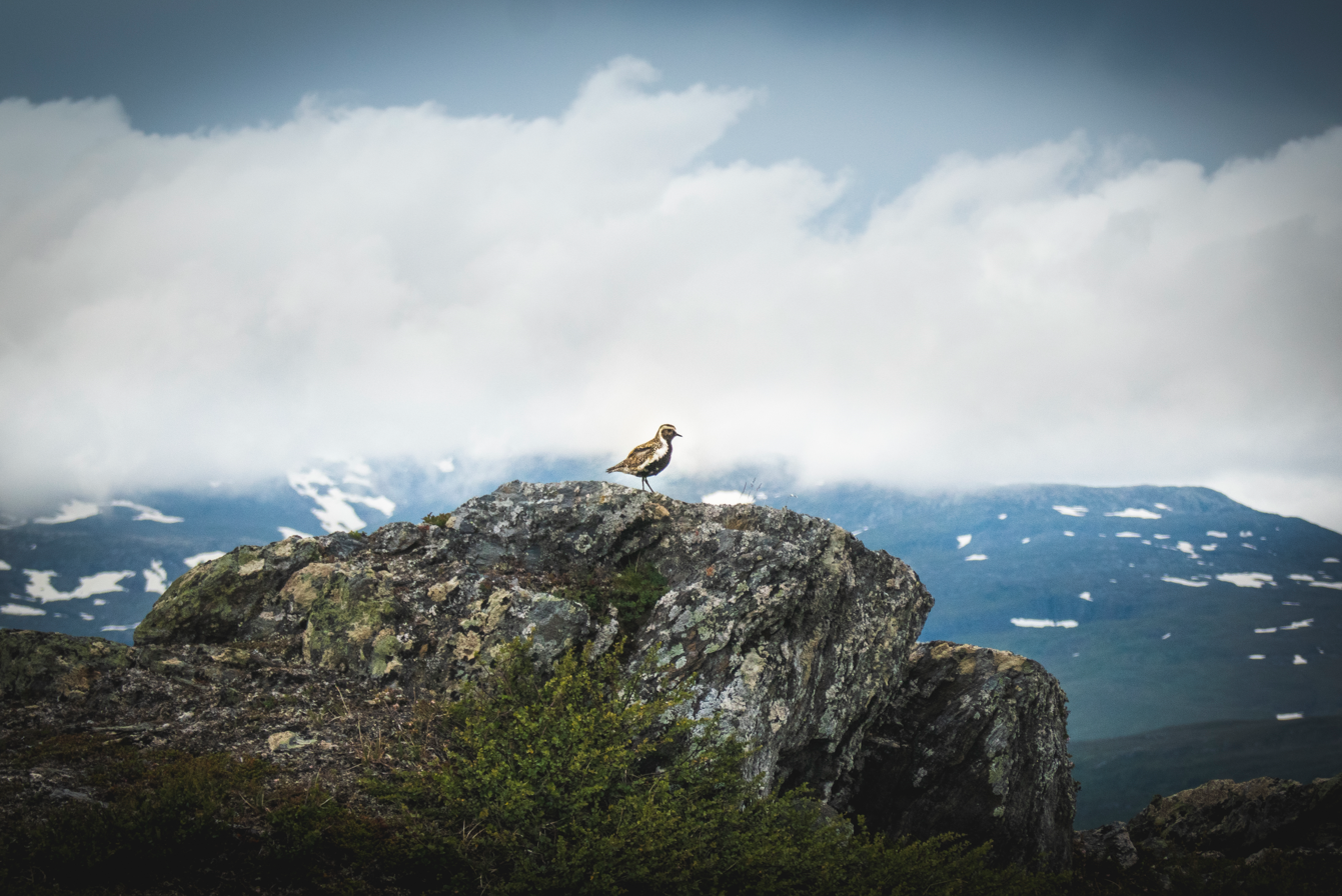 4-Day Cultural Hike to Atoklimpen, Sweden, photo 4