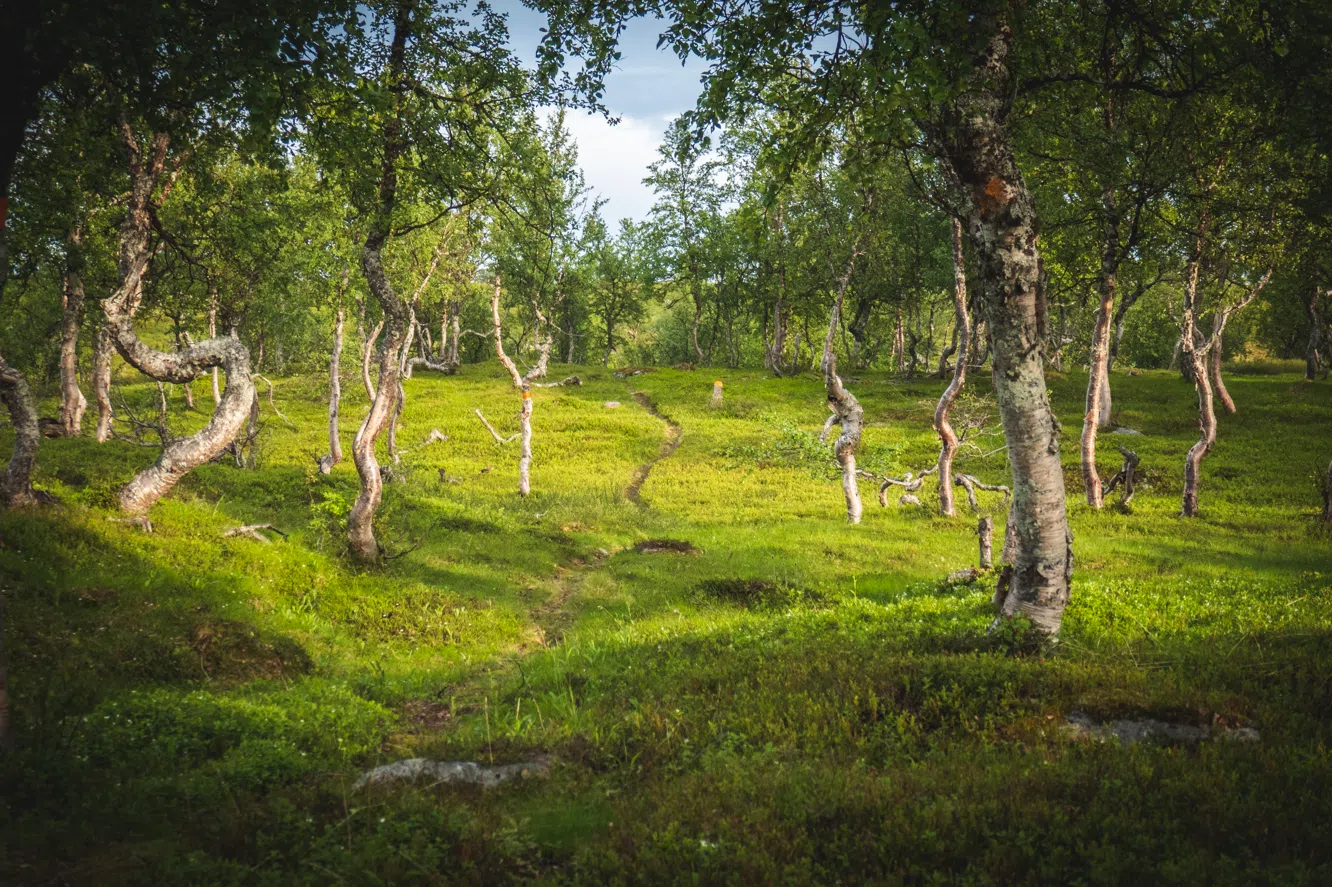 4-Day Cultural Hike to Atoklimpen, Sweden, photo 2