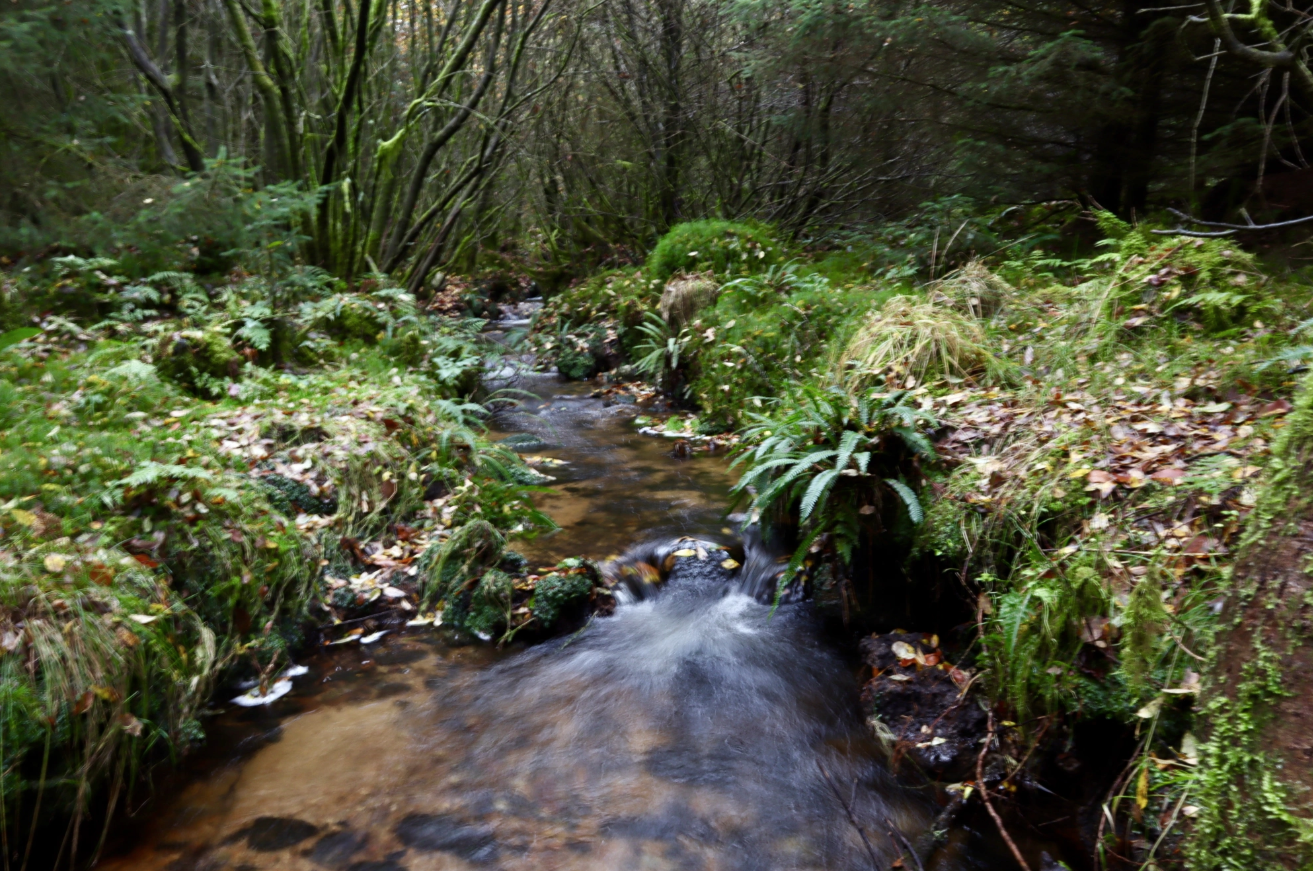 Dartmoor Guided Walking Tours Exploring History and Nature gallery 7