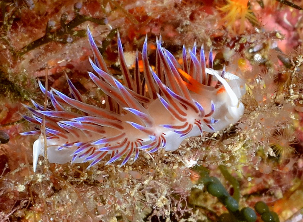 Fun Diving Packages on ﻿﻿La Maddalena Island gallery 2