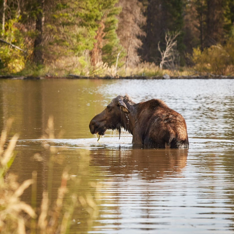 Private Summer Wildlife Photography Safari in Yellowstone National Park, photo 4