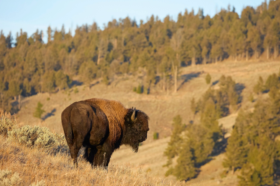 Private Summer Wildlife Photography Safari in Yellowstone National Park gallery 7