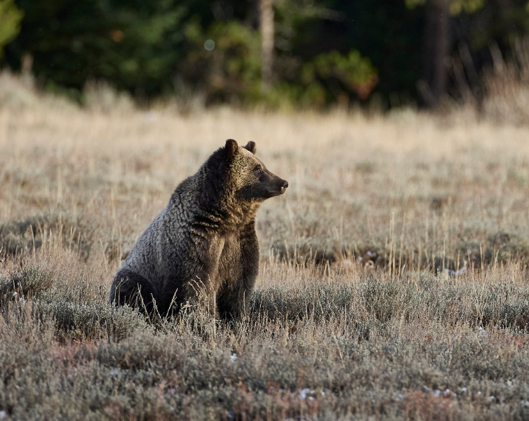 Private Summer Wildlife Photography Safari in Yellowstone National Park gallery 8