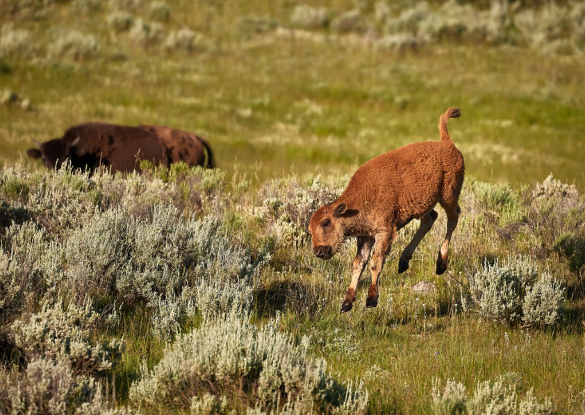 Private Summer Wildlife Photography Safari in Yellowstone National Park gallery 9