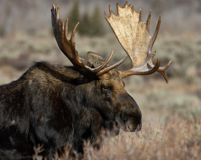 Private Summer Wildlife Photography Safari in Yellowstone National Park gallery 10
