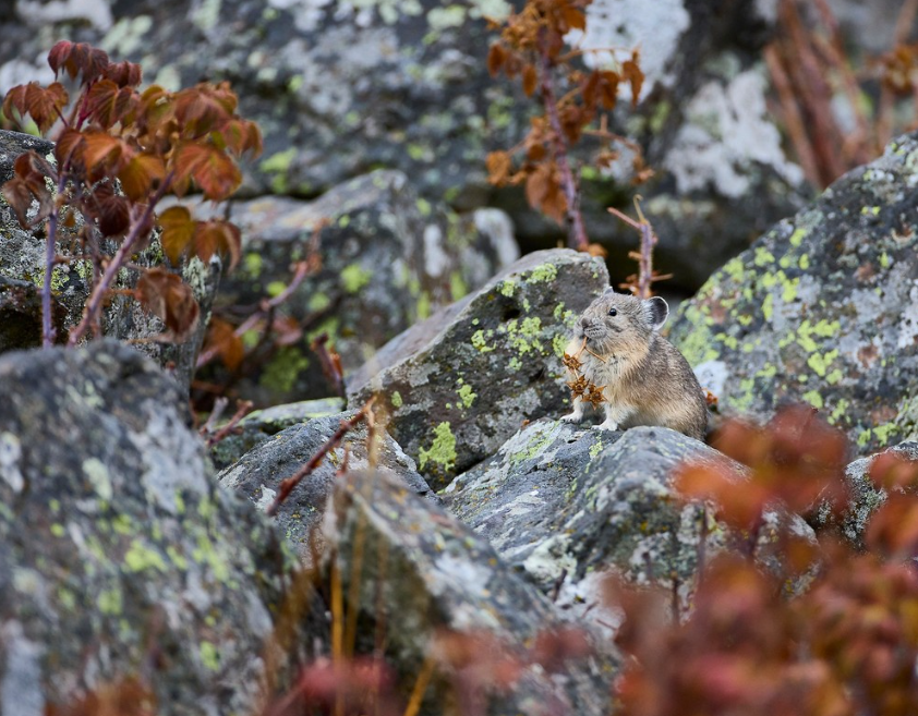 Private Summer Wildlife Photography Safari in Yellowstone National Park, photo 5