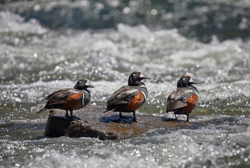 Private EcoTour in Yellowstone National Park gallery 3