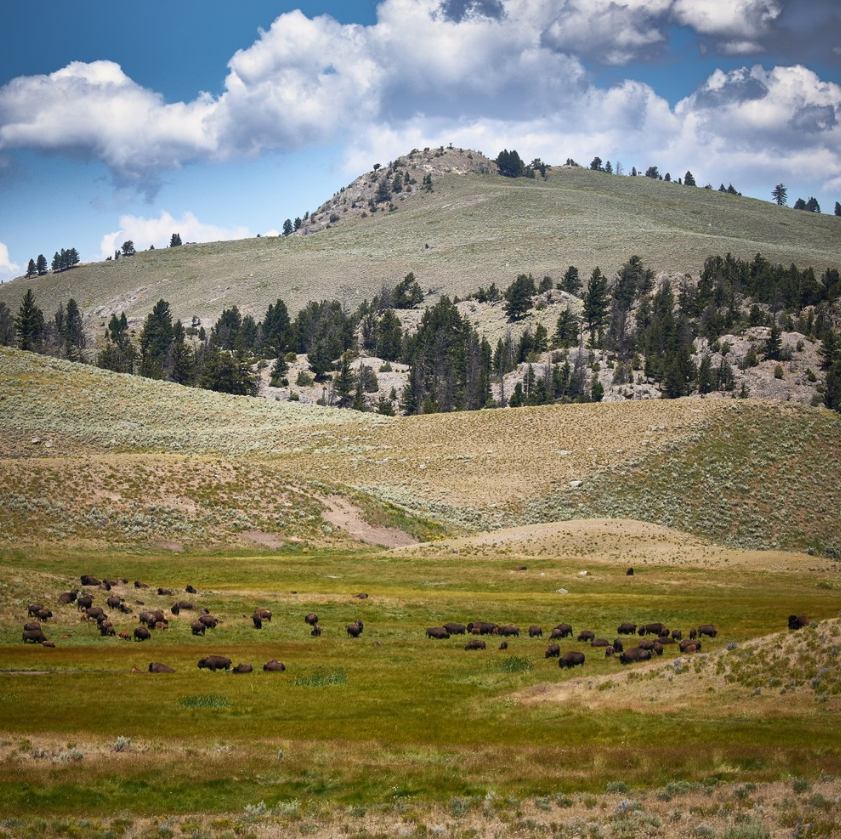 Private EcoTour in Yellowstone National Park gallery 4