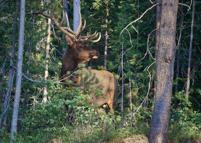 Private Summer Wildlife Photography Safari in Yellowstone National Park gallery 2
