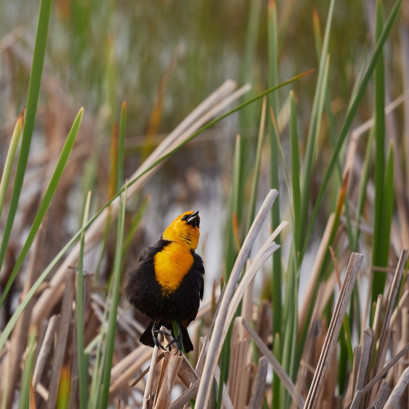 Private Summer Wildlife Photography Safari in Yellowstone National Park gallery 4