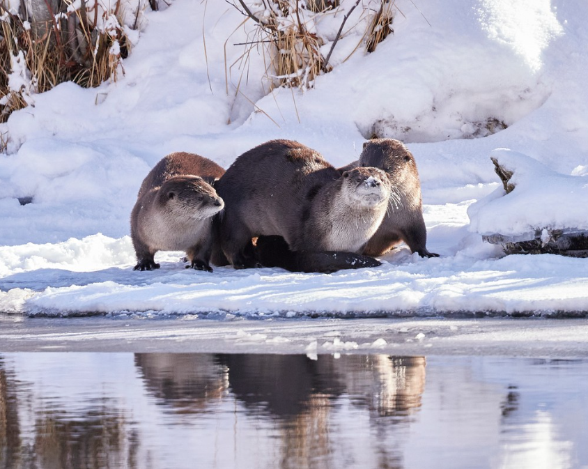 Private Winter Wildlife and Landscape Photography Safari in Yellowstone National Park, photo 4