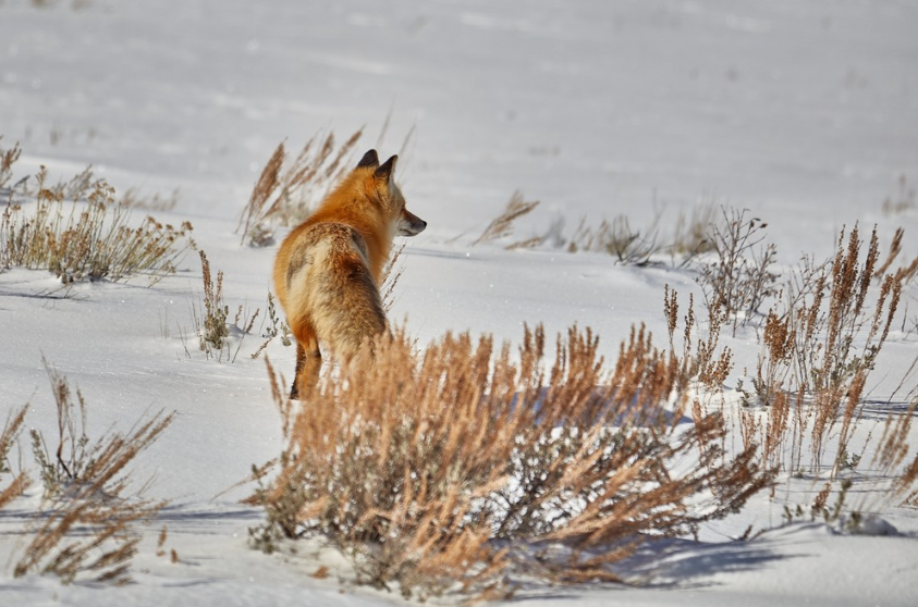 Private EcoTour in Yellowstone National Park gallery 7