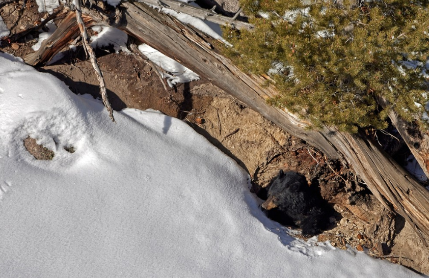 Private Winter Wildlife and Landscape Photography Safari in Yellowstone National Park gallery 7