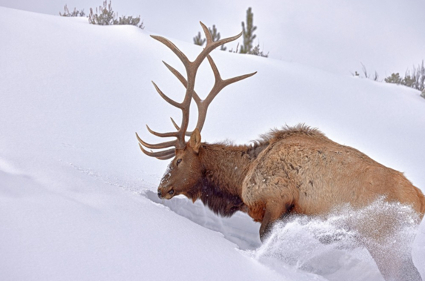 Private Winter Wildlife and Landscape Photography Safari in Yellowstone National Park gallery 8