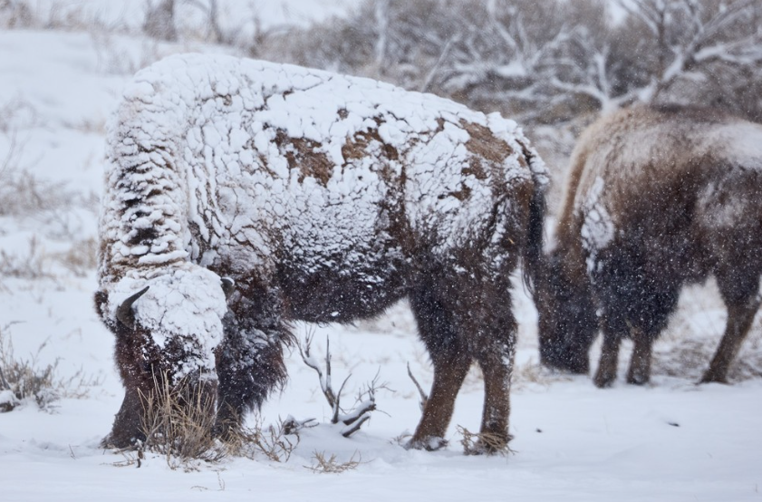 Private Winter Wildlife and Landscape Photography Safari in Yellowstone National Park gallery 9