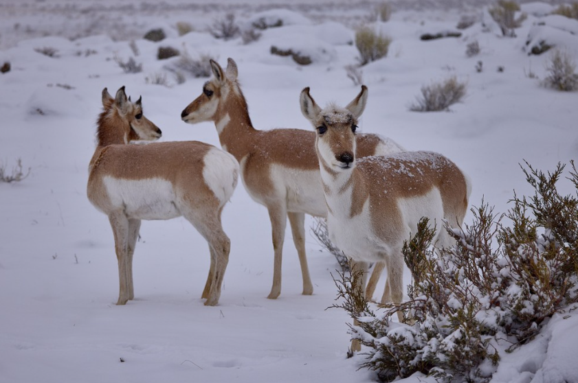 Private Winter Wildlife and Landscape Photography Safari in Yellowstone National Park, photo 5