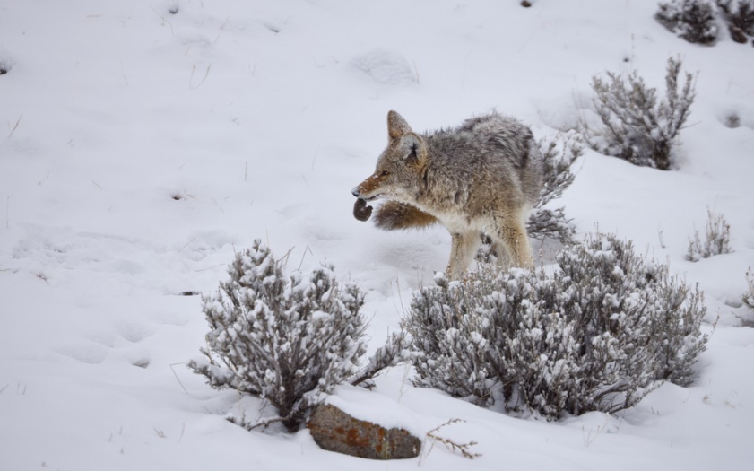 Private EcoTour in Yellowstone National Park gallery 9