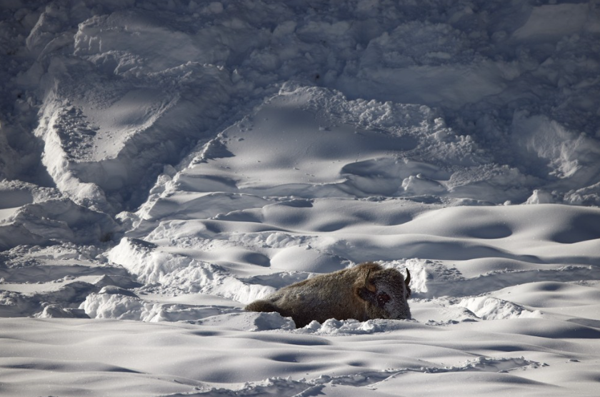 Private Winter Wildlife and Landscape Photography Safari in Yellowstone National Park gallery 3