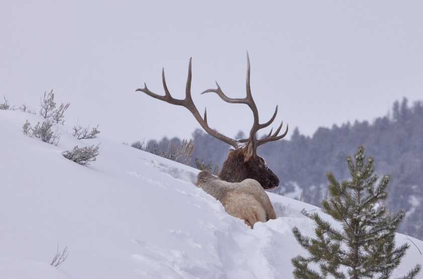 Private Winter Wildlife and Landscape Photography Safari in Yellowstone National Park gallery 6