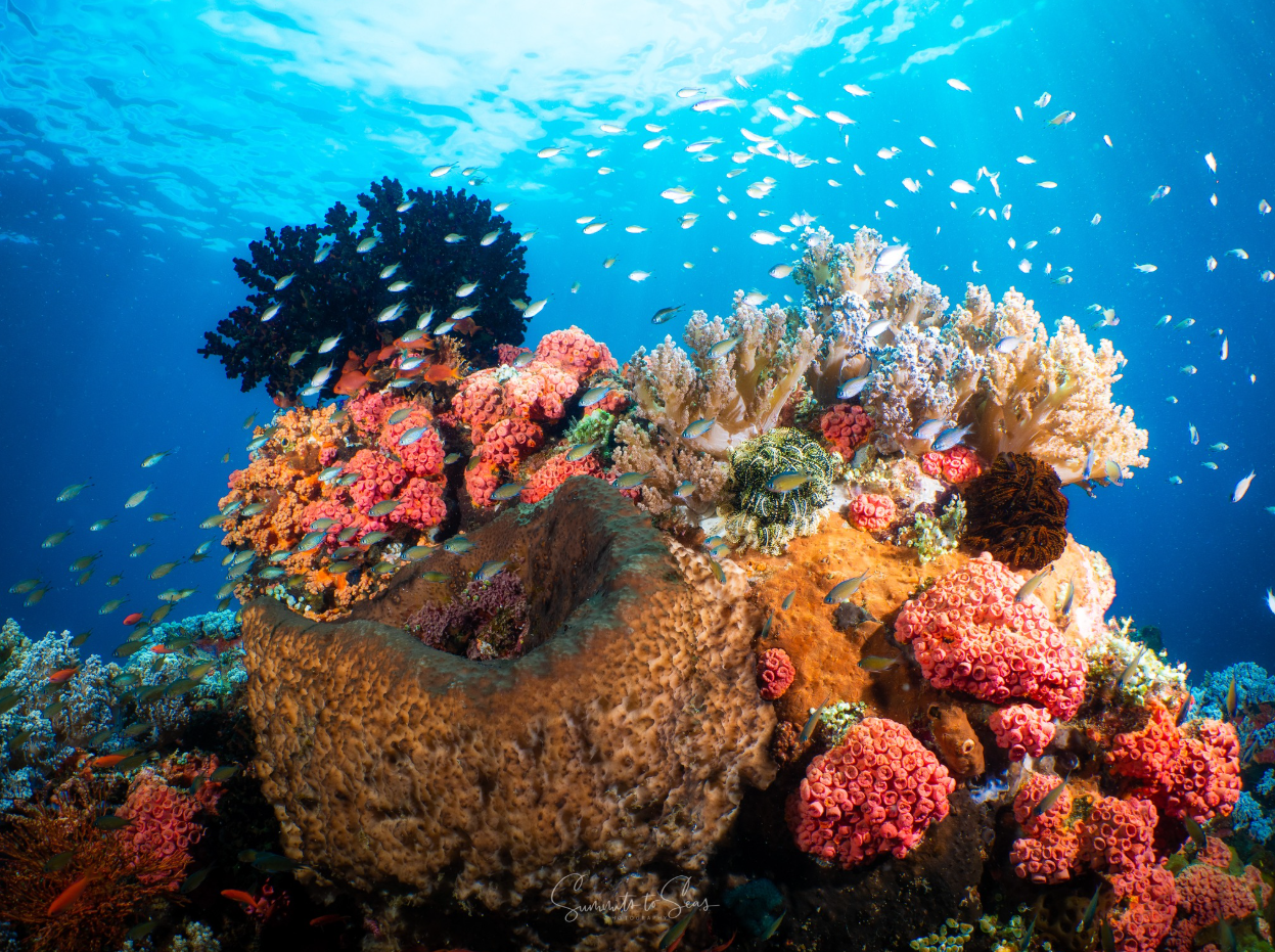 PADI Advanced Open Water Diver Course in Sulawesi gallery 7