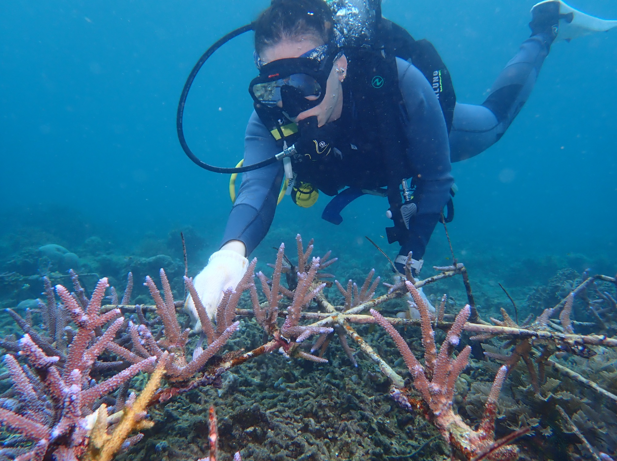 PADI Advanced Open Water Diver Course in Sulawesi gallery 8