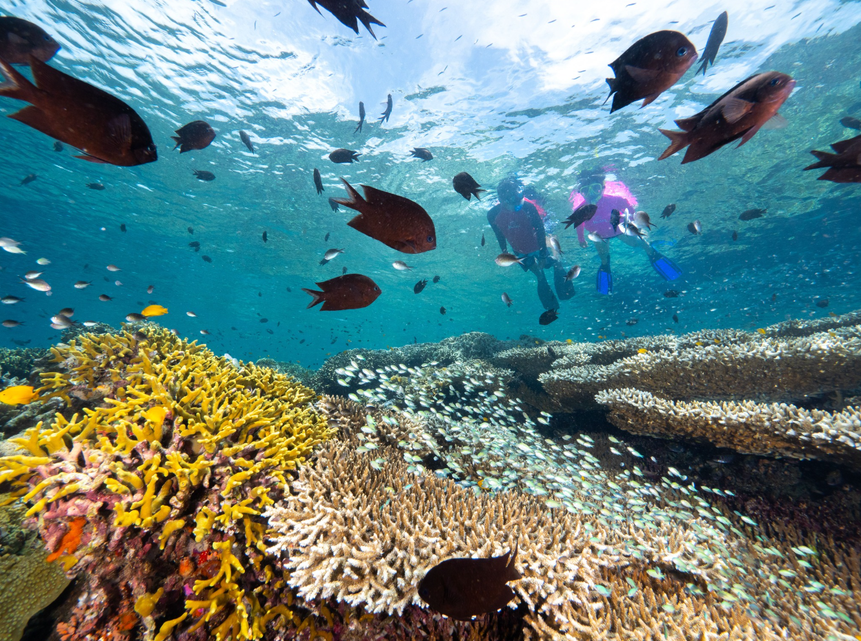 Passport to Paradise: Multi-Resort Dive Adventure in North Sulawesi, photo 5
