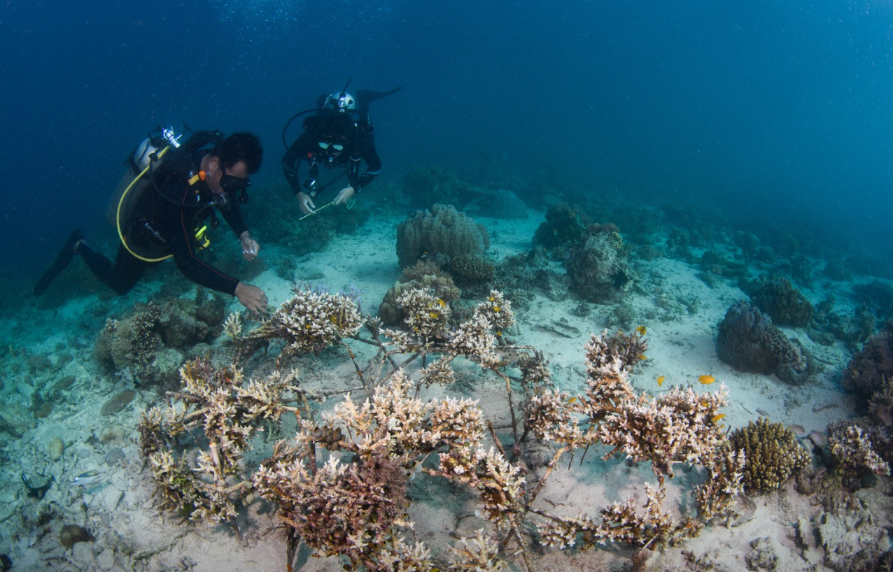 PADI Advanced Open Water Diver Course in Sulawesi gallery 10