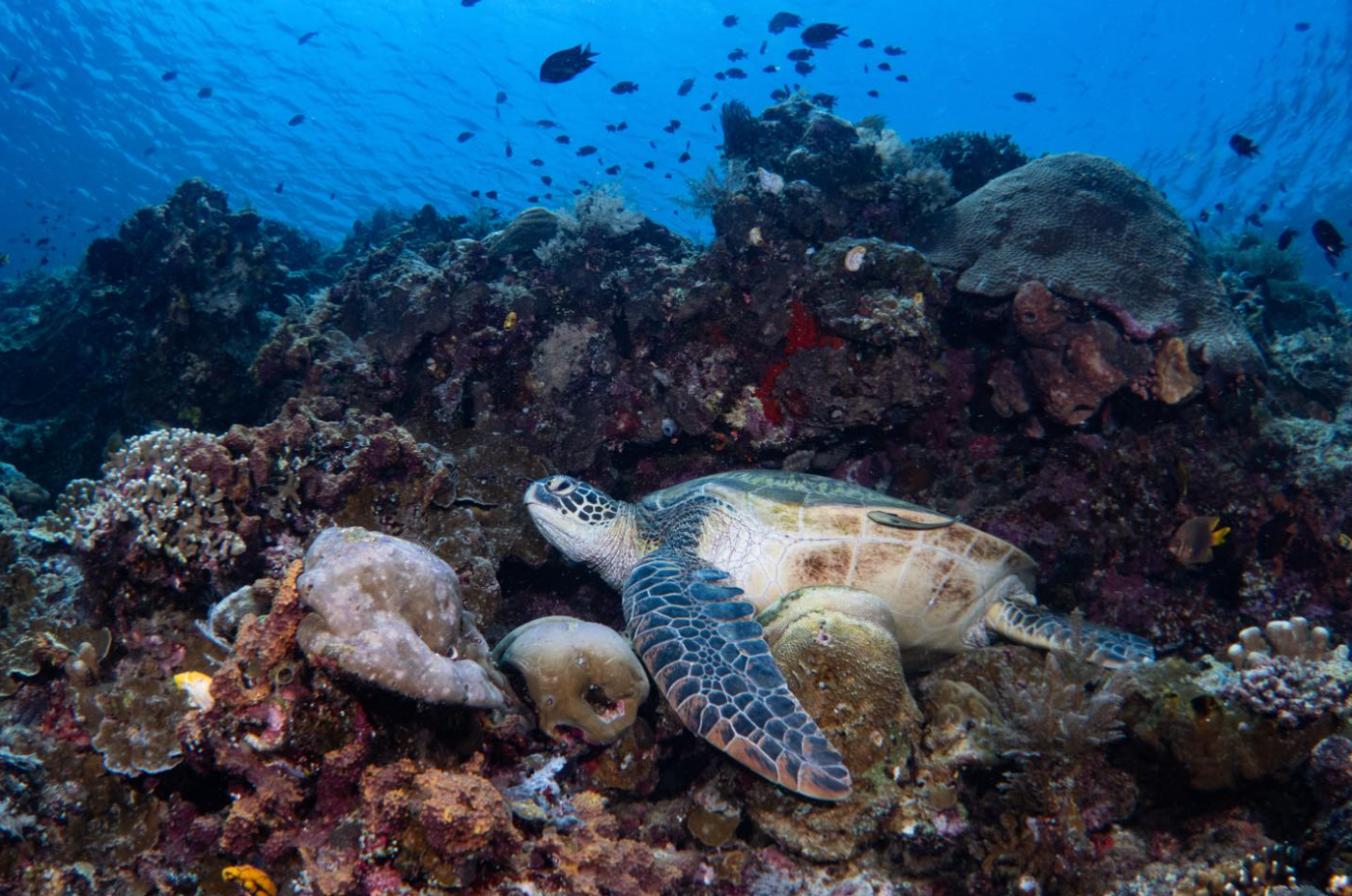 Passport to Paradise: Multi-Resort Dive Adventure in North Sulawesi gallery 3