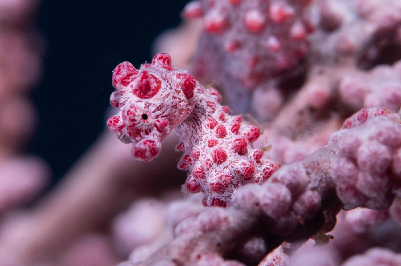 PADI Advanced Open Water Diver Course in Sulawesi gallery 2