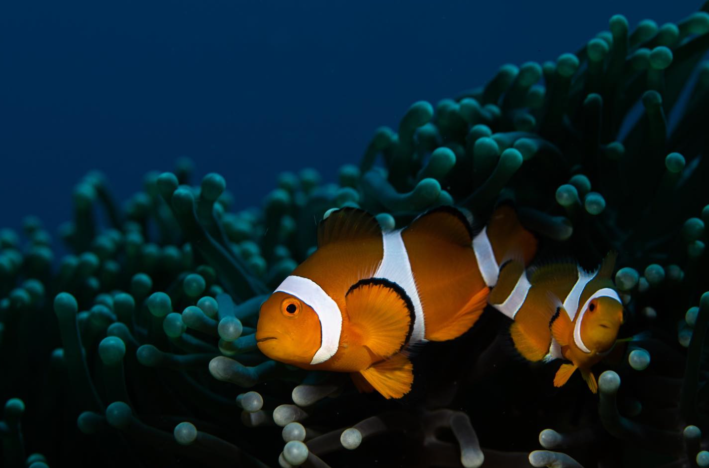 Passport to Paradise: Multi-Resort Dive Adventure in North Sulawesi gallery 5