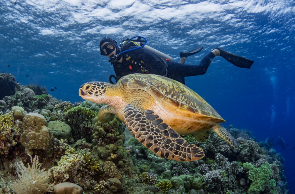 PADI Peak Performance Buoyancy Specialty Course in Sulawesi gallery 4