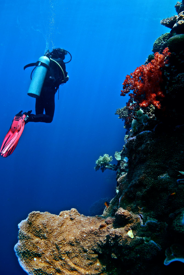 PADI Peak Performance Buoyancy Specialty Course in Sulawesi, photo 4