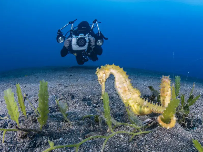 PADI Digital Underwater Photography Course in Sulawesi, photo 4